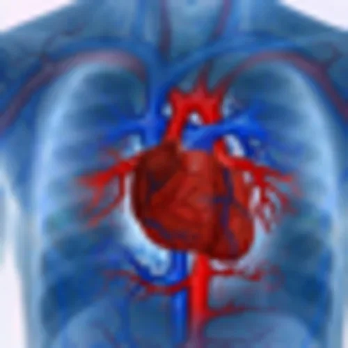 Red heart and blue arteries 