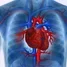 Red heart and blue arteries